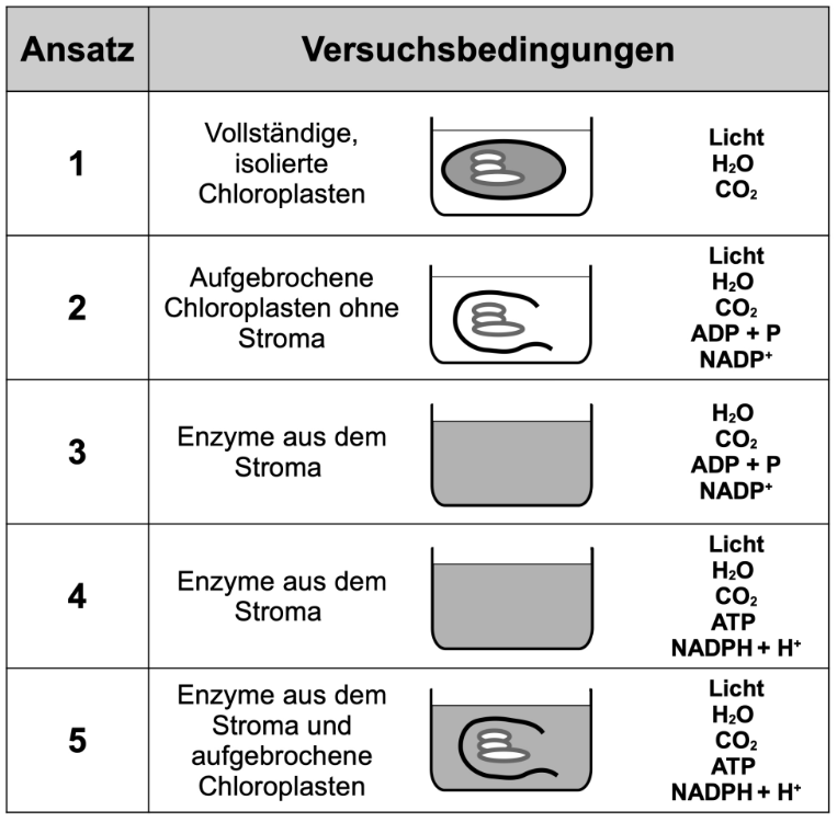 Tabelle mit fünf Versuchsansätzen zu Chloroplasten und Fotosynthesebedingungen